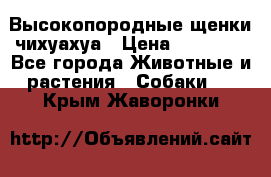 Высокопородные щенки чихуахуа › Цена ­ 25 000 - Все города Животные и растения » Собаки   . Крым,Жаворонки